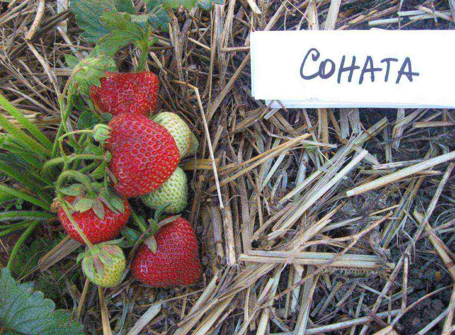 how to grow strawberries in a polycarbonate greenhouse