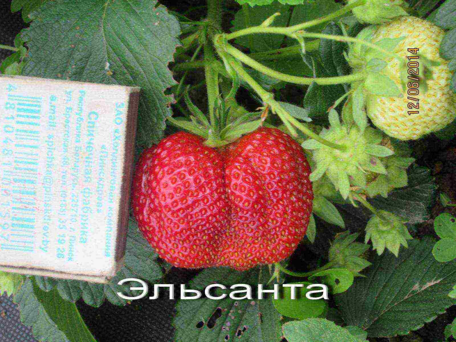 kung paano palaguin ang mga strawberry sa isang polycarbonate greenhouse