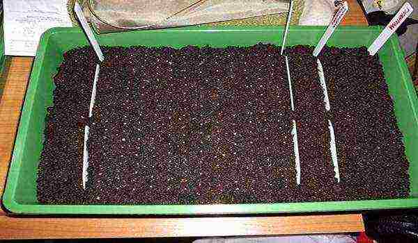 how to grow strawberries in a polycarbonate greenhouse