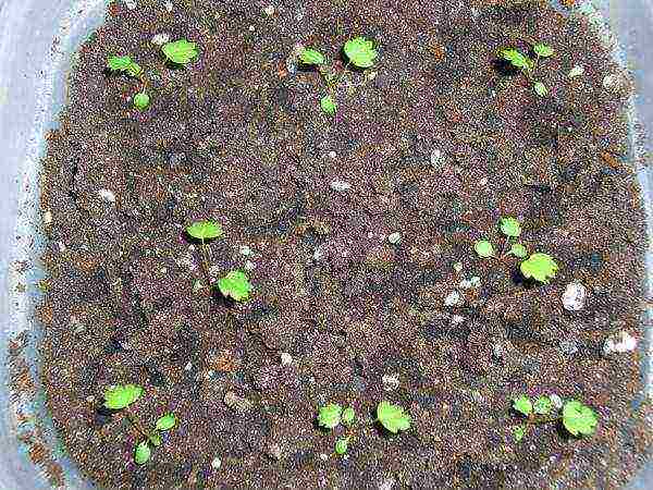 kung paano palaguin ang mga strawberry sa isang polycarbonate greenhouse