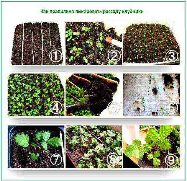 kung paano palaguin ang mga strawberry sa isang polycarbonate greenhouse