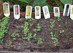 kung paano palaguin ang mga strawberry sa isang polycarbonate greenhouse