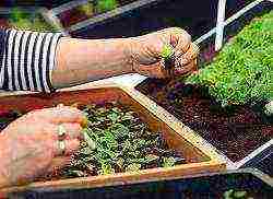 how to grow strawberries in a polycarbonate greenhouse