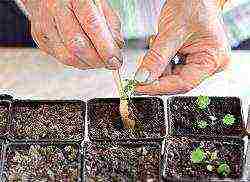 how to grow strawberries in a polycarbonate greenhouse