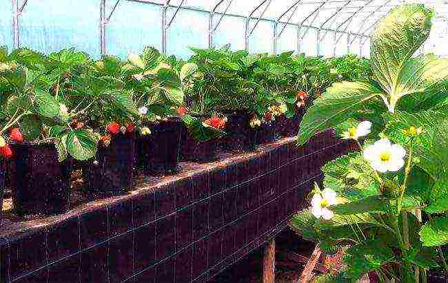 how to grow strawberries in a polycarbonate greenhouse