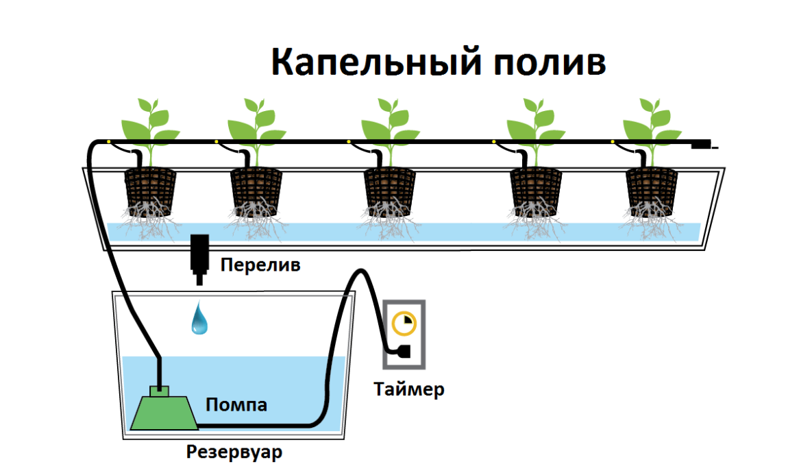 how to grow strawberries in a polycarbonate greenhouse