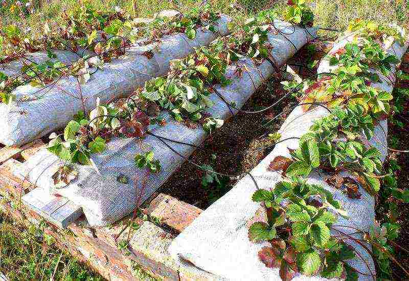 kung paano palaguin ang mga strawberry sa isang polycarbonate greenhouse