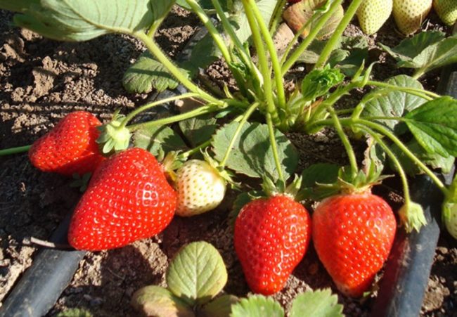 how to grow strawberries in a polycarbonate greenhouse