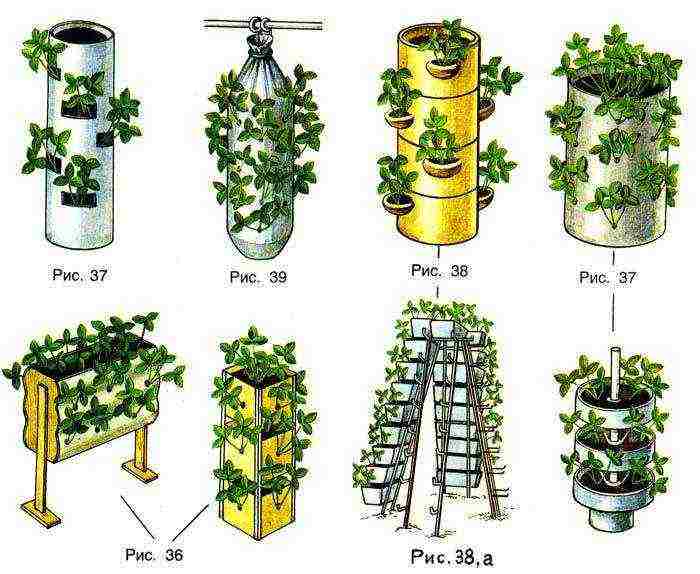 how to grow strawberries in a polycarbonate greenhouse