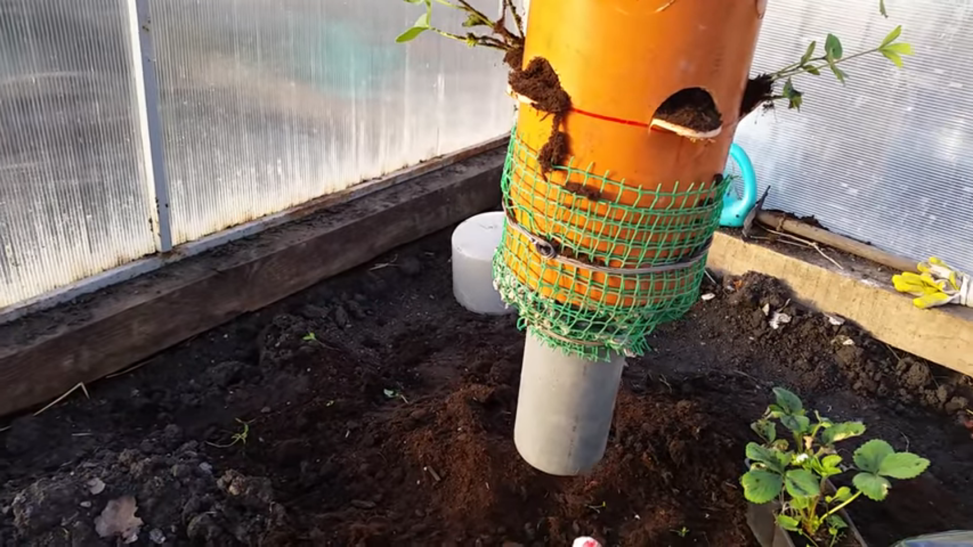 kung paano palaguin ang mga strawberry sa isang polycarbonate greenhouse