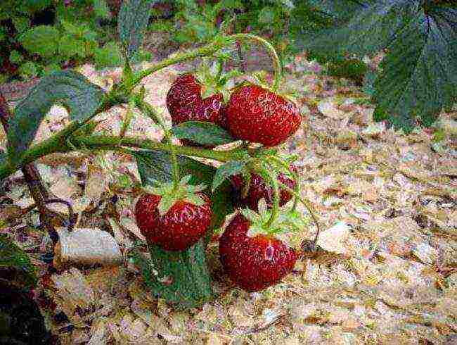 kung paano palaguin ang mga strawberry sa isang polycarbonate greenhouse