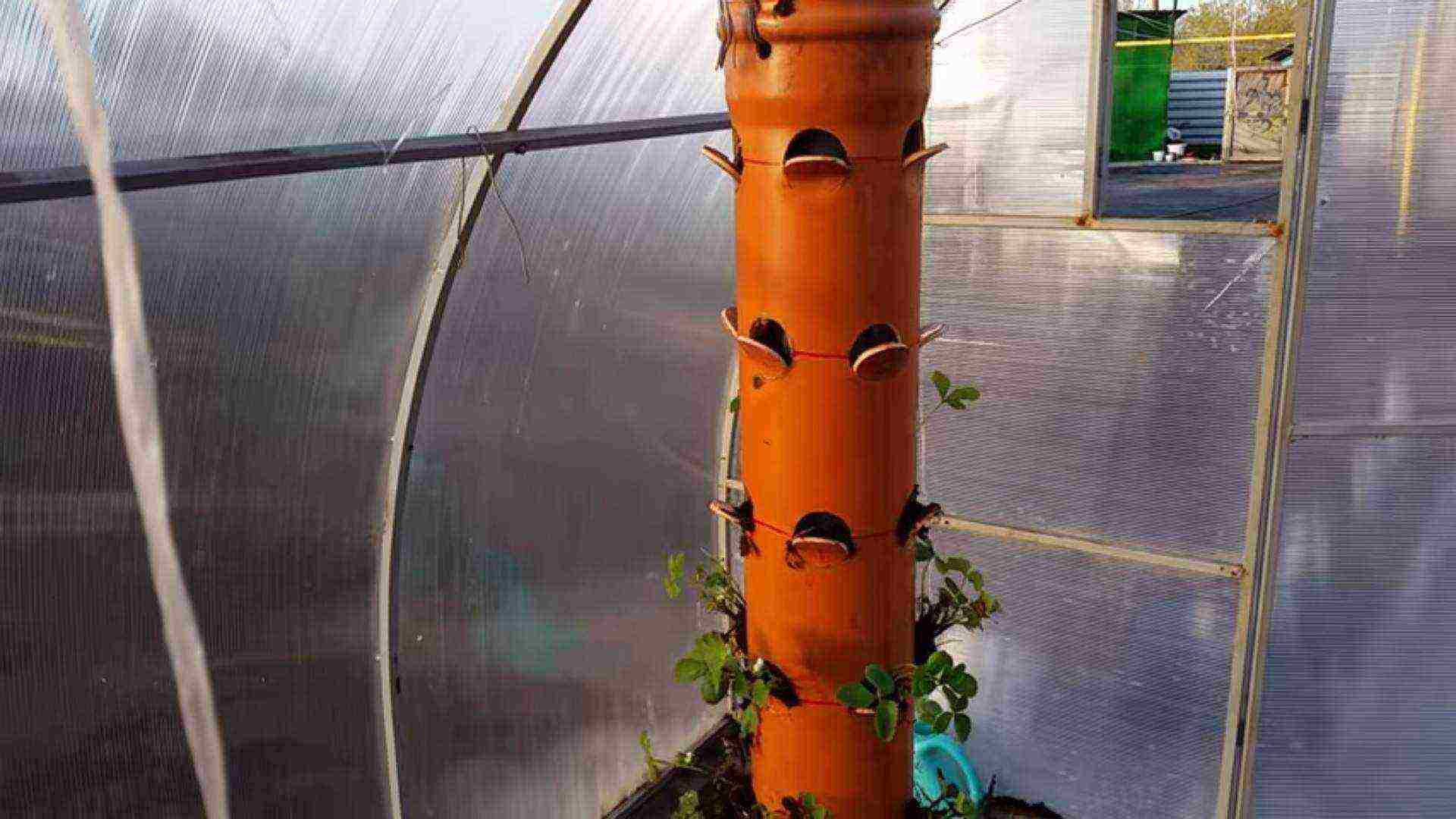 how to grow strawberries in a polycarbonate greenhouse