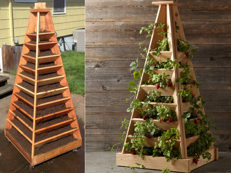 how to grow strawberries in a polycarbonate greenhouse