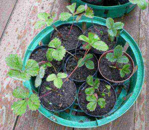 kung paano palaguin ang mga strawberry sa isang polycarbonate greenhouse