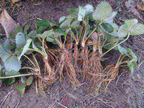 how to grow strawberries in a polycarbonate greenhouse