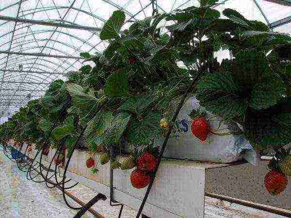 how to grow strawberries in a polycarbonate greenhouse