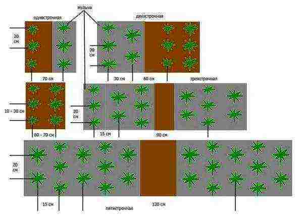 how to grow strawberries in a polycarbonate greenhouse