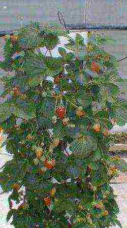 how to grow climbing strawberries outdoors