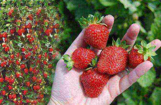 kung paano palaguin ang pag-akyat ng mga strawberry sa labas