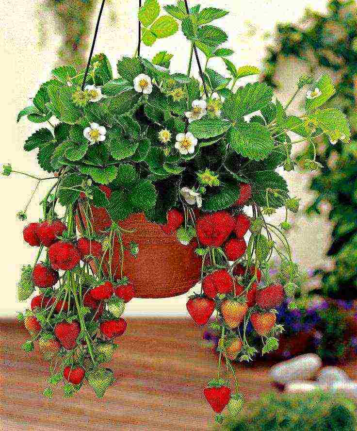 how to grow climbing strawberries outdoors