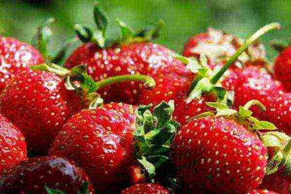 how to grow climbing strawberries outdoors