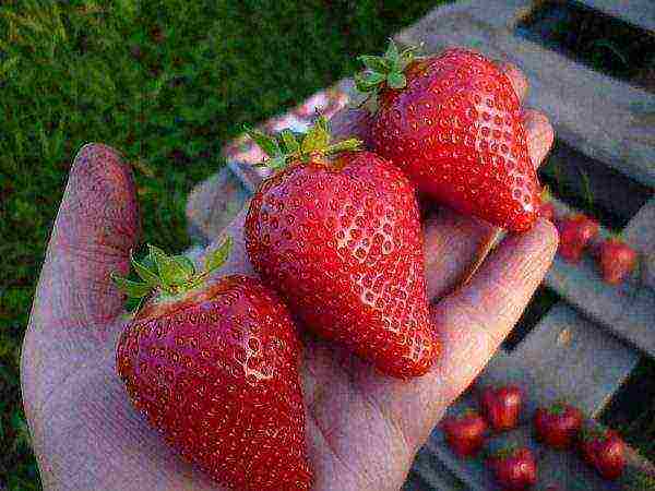 kung paano palaguin ang pag-akyat ng mga strawberry sa labas