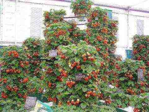 kung paano palaguin ang pag-akyat ng mga strawberry sa labas