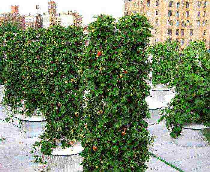 how to grow climbing strawberries outdoors