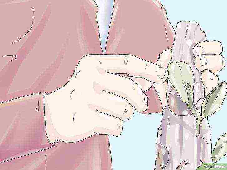 كيف تنمو الفانيليا في المنزل