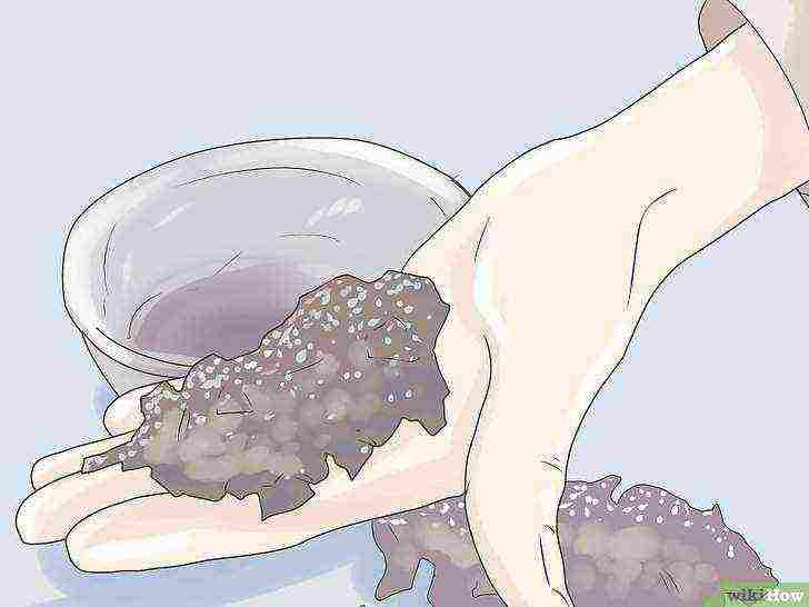 kako uzgajati vaniliju kod kuće