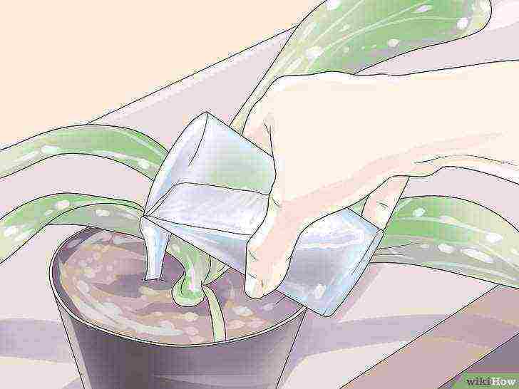 kako uzgajati vaniliju kod kuće