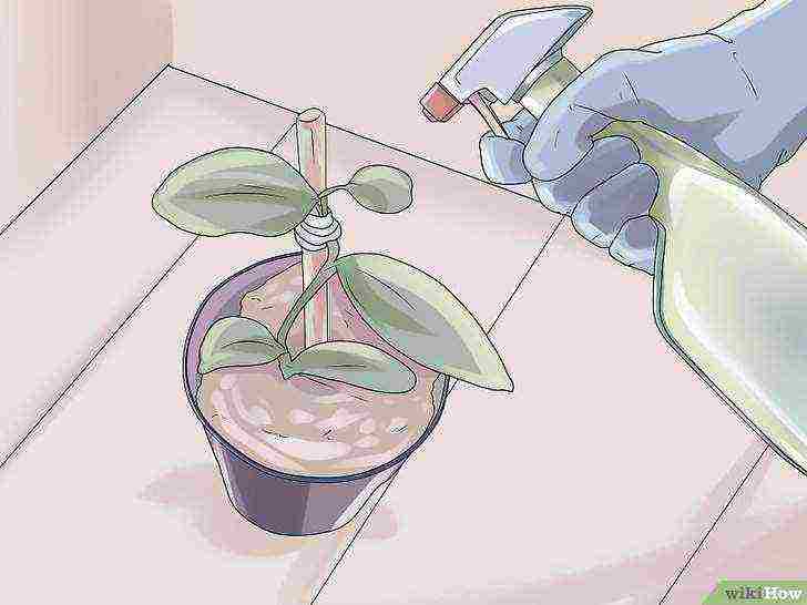 كيف تنمو الفانيليا في المنزل