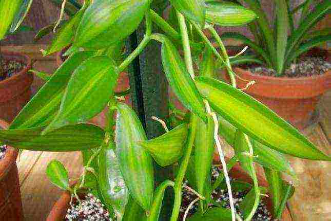 how to grow vanilla at home