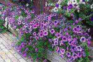 how to grow verbena at home