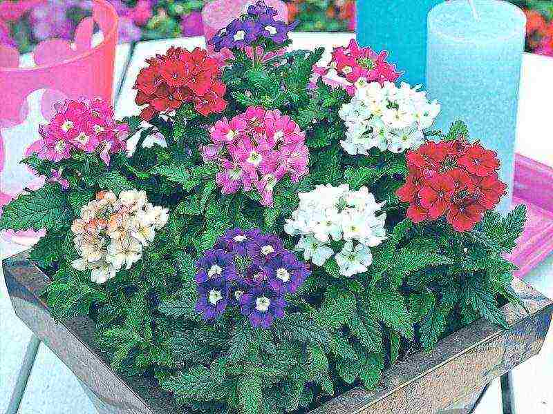 how to grow verbena at home