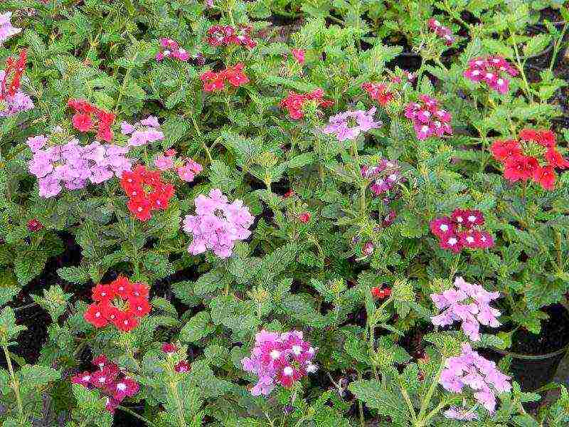 how to grow verbena at home