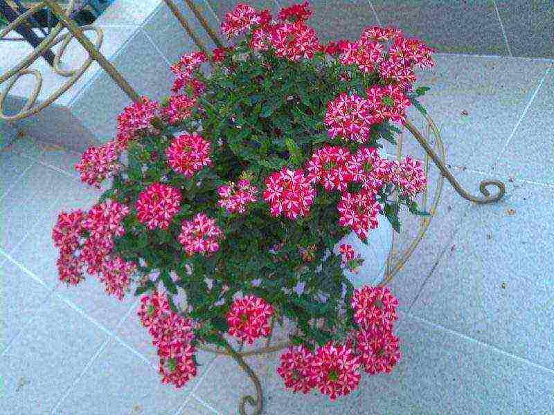 how to grow verbena at home