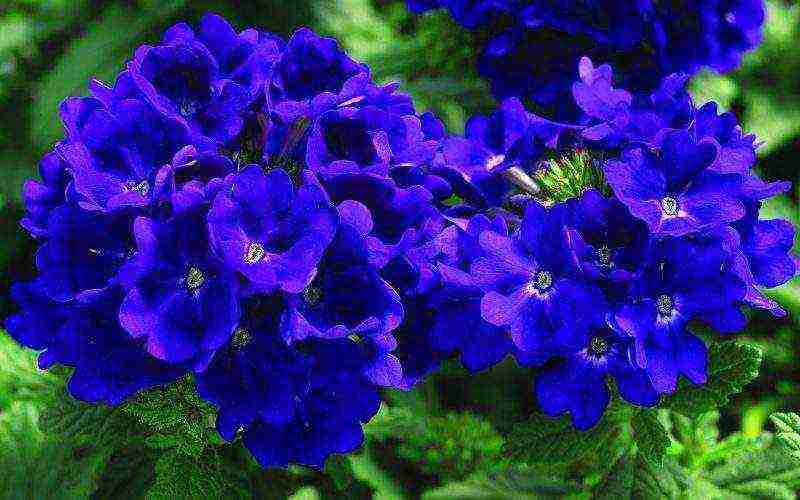 how to grow verbena at home