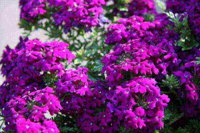 how to grow verbena at home