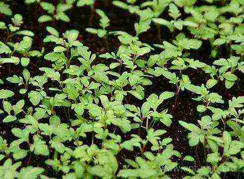 how to grow verbena at home