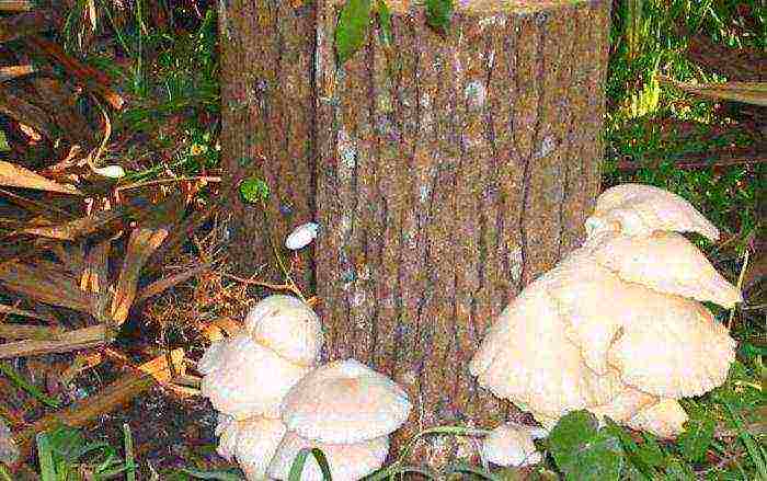 how to grow oyster mushrooms at home on stumps