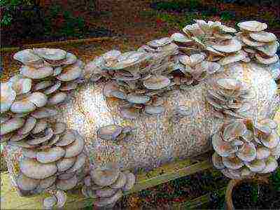 how to grow oyster mushrooms at home on stumps