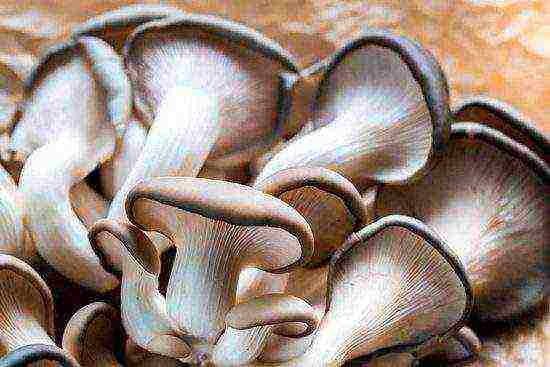 how to grow oyster mushrooms in winter at home