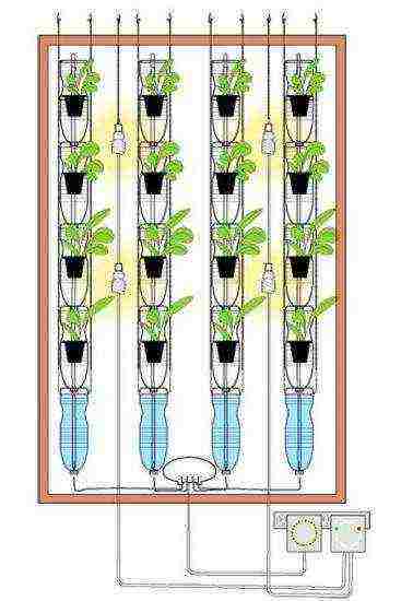 how to grow Victoria at home