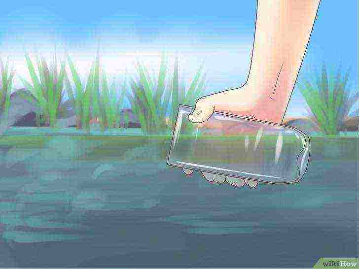 how to grow algae at home