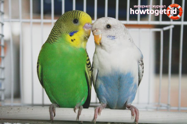 how to grow budgies at home