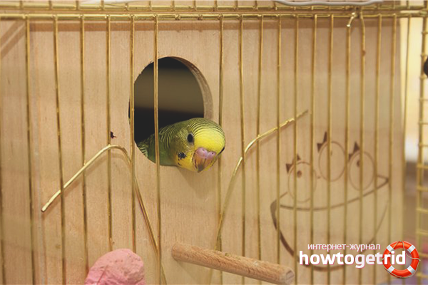 how to grow budgies at home