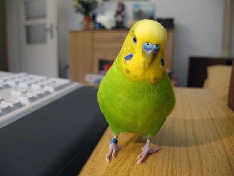 kung paano palaguin ang mga budgies sa bahay