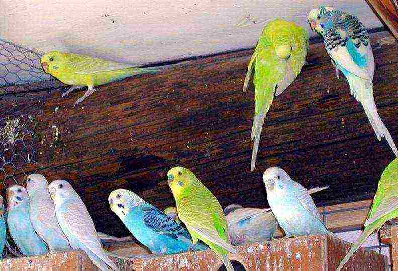 how to grow budgies at home