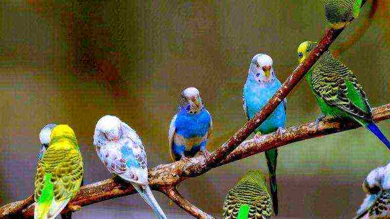 how to grow budgies at home